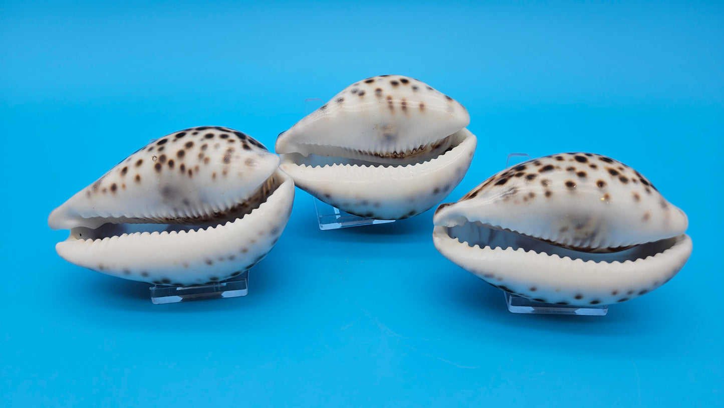 Carved Cowrie Shell Display 3.5" – Dolphin, Seahorse, or Shrimp Design Options