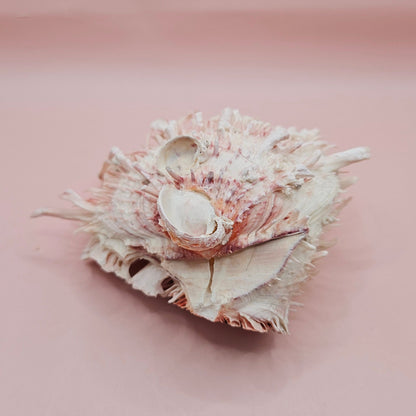 Large Hinged Spondylus Shell – 5" Blush Pink Spiny Ocean Display Spiny Thorny Oyster