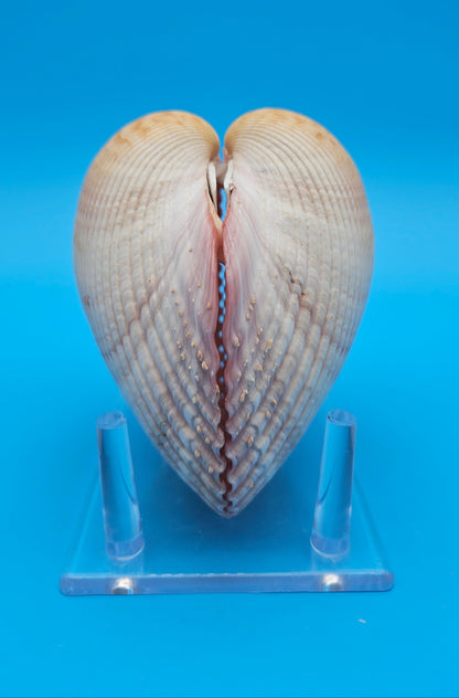 Pink Heart Cockle Display Shell – Premium Coastal Home Decor Specimen 4.8" (Maoricardium pseudolim)