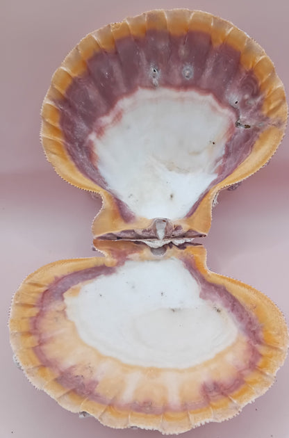 Natural Orange Lion's Paw Seashell Pair – 5.1" x 4.9" – Coastal Display Accent