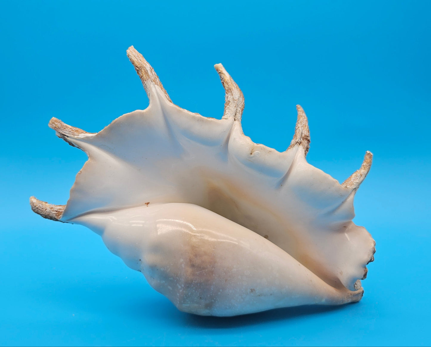 Large Perio Lambis Truncata Display Shell – Premium Coastal Home Decor Specimen (Lambis truncata)