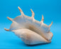 Large Perio Lambis Truncata Display Shell – Premium Coastal Home Decor Specimen (Lambis truncata)