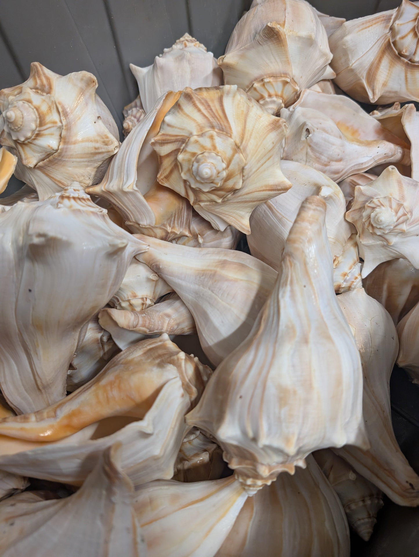 North Atlantic Knobbed Whelk Shell- Edged