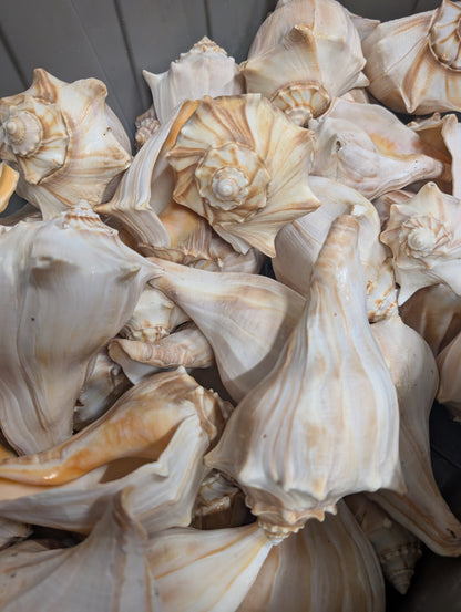 North Atlantic Knobbed Whelk Shell- Edged