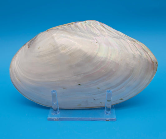 Rainbow Cebu Clam Shell Fused Display 9.75" Polished Iridescent Pastel Pearl White