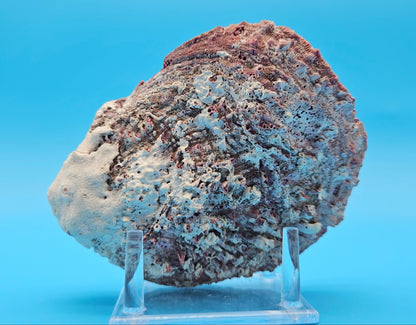 Deformed Giant Rock Scallop | Mutant Freak Coastal Display Shell 5.9" (Crassadoma gigantea)