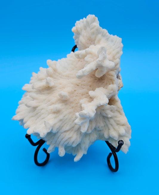 Vintage Merulina Coral Specimen 5.5x4.5x2 – Ivory Wave Fan Coral Decor