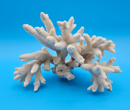Vintage Branch Coral Specimen 8.75x10.5x5.5 – Natural White Coral Display