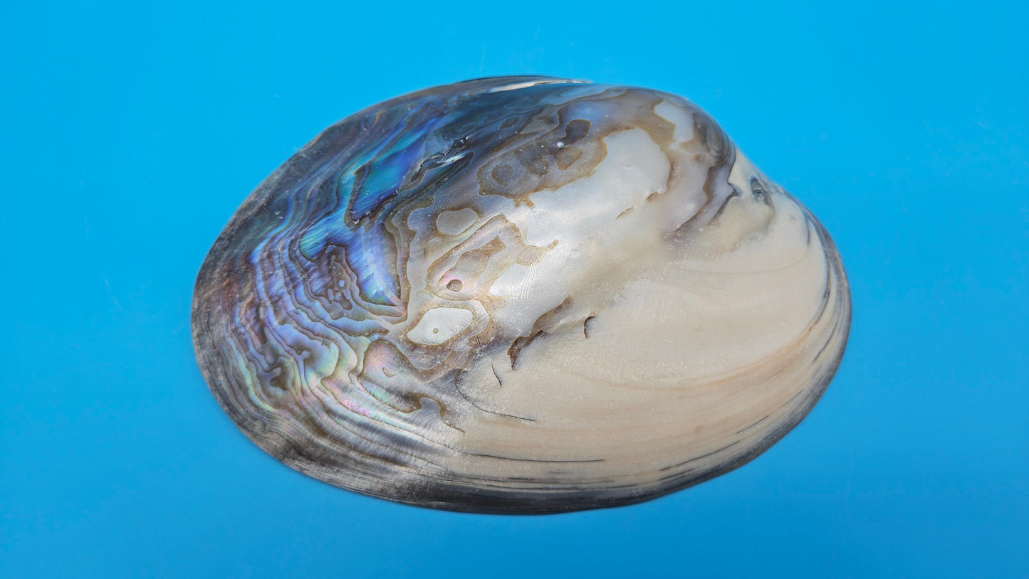 Giant Polished River Clam Display Shell - Premium Coastal Home Decor Specimen