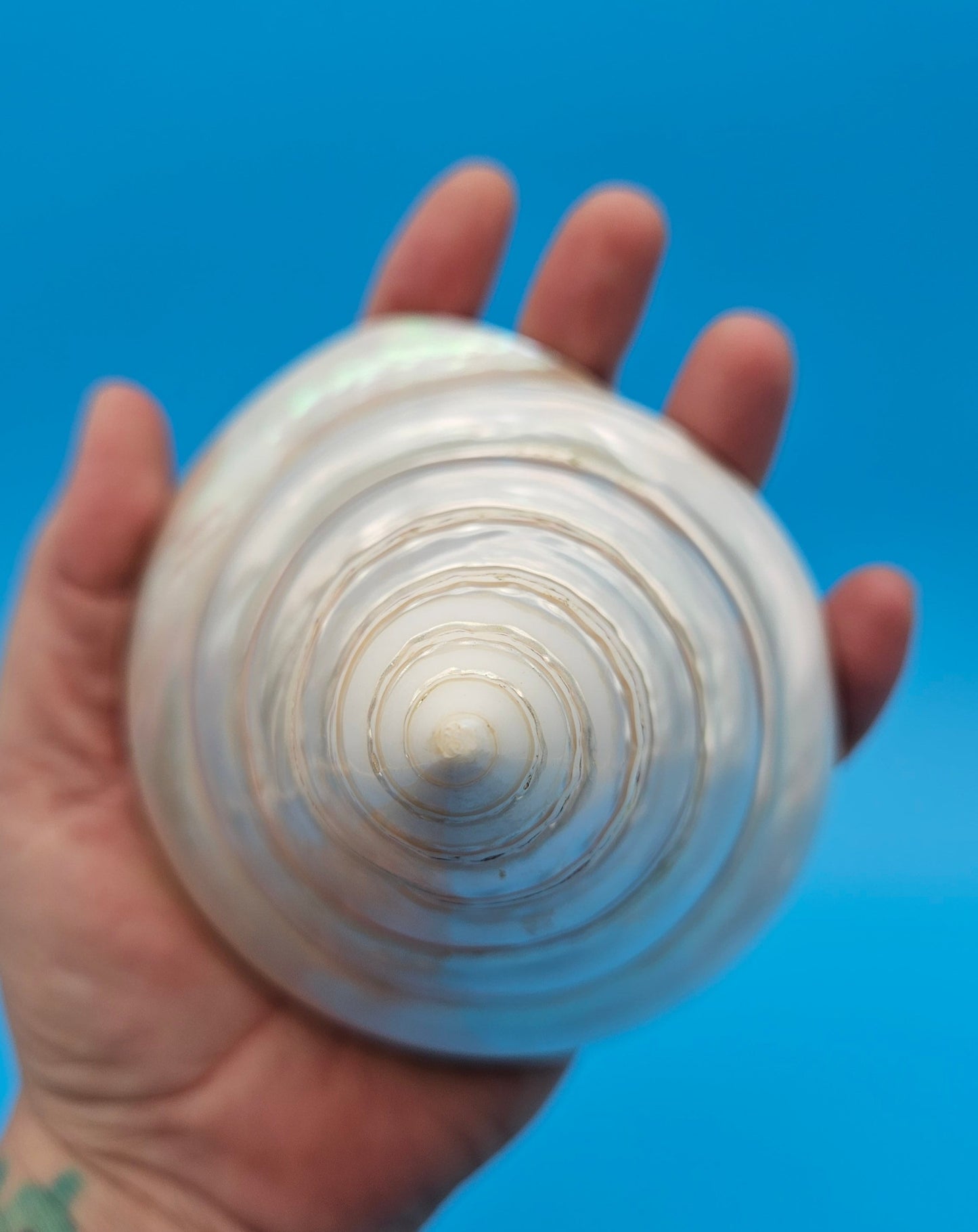 Pearled Trochus Niloticus Shell 4" Polished Spiral Display Shell with Iridescent Finish