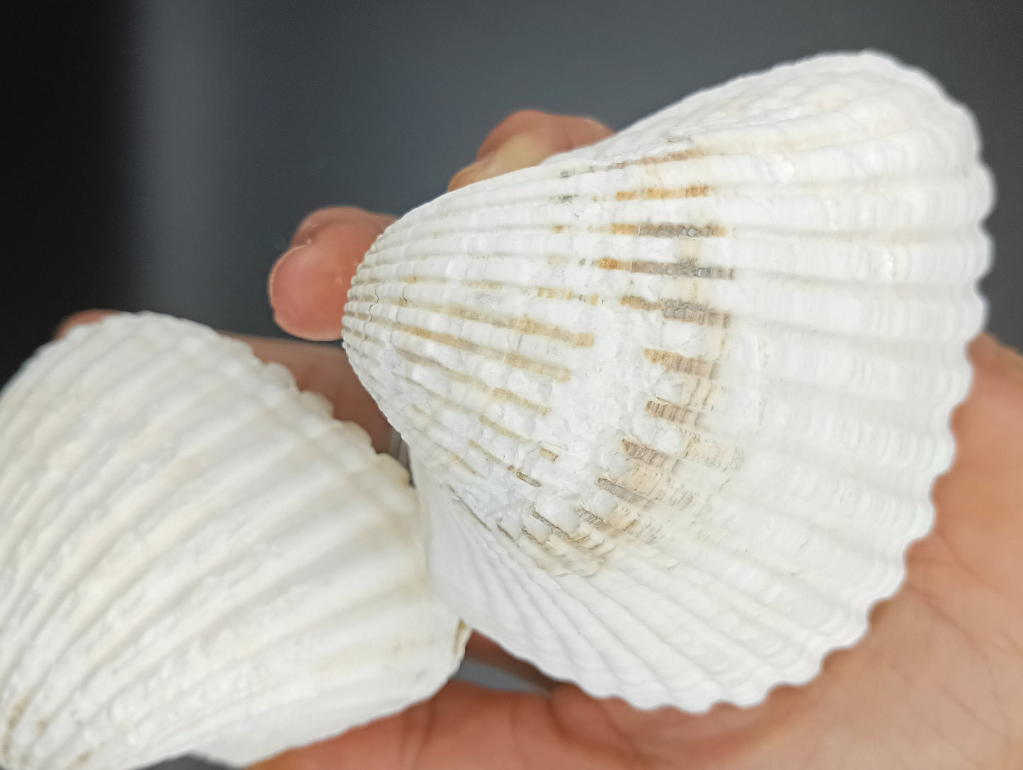 Ark Clam Pair (Telligarca Granosa)