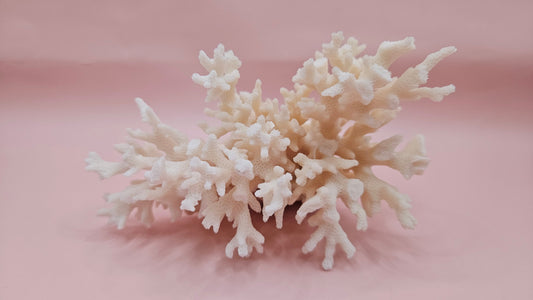Vintage Table Coral Acropora hyacinthus Specimen – 5.3” Coastal Decor