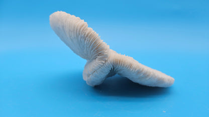 Rare Mutant Mushroom Coral Display - Premium Coastal Home Decor Specimen