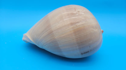 Polished Crown Melon Shell 8.75" Large Coastal Display with Smooth Gloss Finish