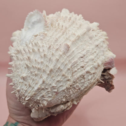 6" Spondylus Shell  – Layered Coastal Display Spiny Thorny Oyster