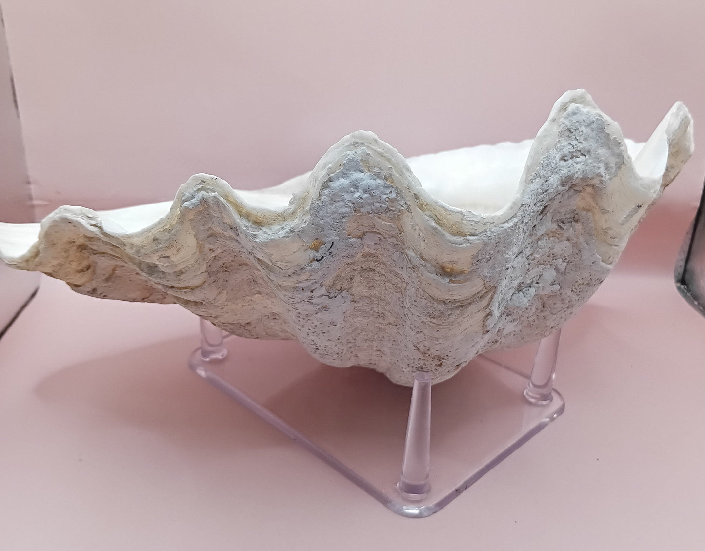 Giant Clam Shell Half – 11.7" x 5.1" x 9" – Coastal Statement Display