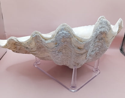 Giant Clam Shell Half – 11.7" x 5.1" x 9" – Coastal Statement Display