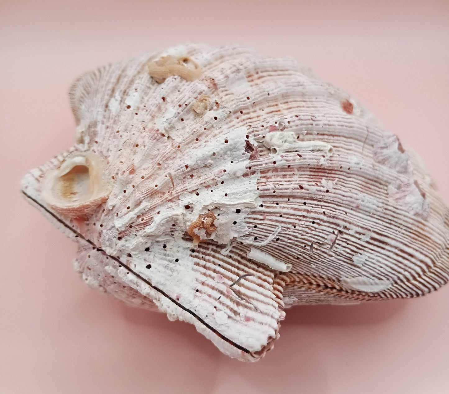 Natural Lion's Paw Seashell Pair – 5" x 5.3" – Coastal Display Accent