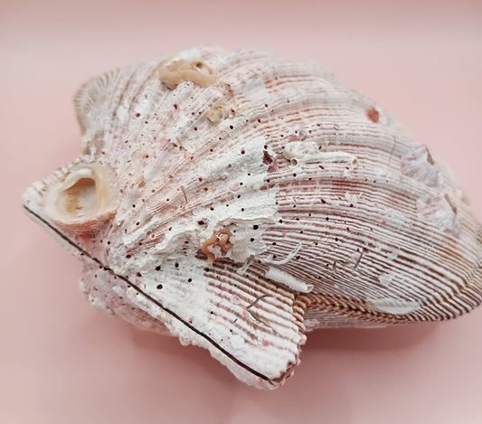 Natural Lion's Paw Seashell Pair – 5" x 5.3" – Coastal Display Accent