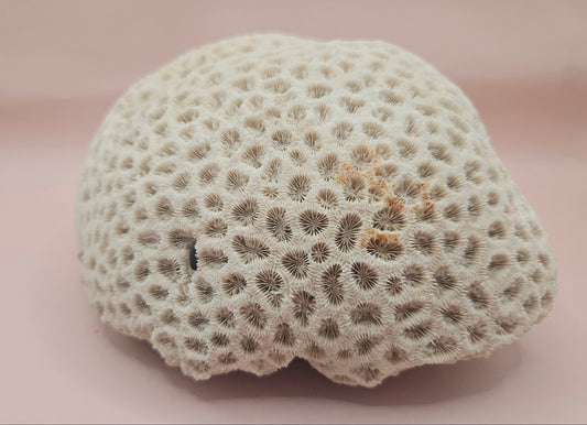 Vintage Brain Coral Specimen Diploria labyrinthiformis Natural Ivory Decor