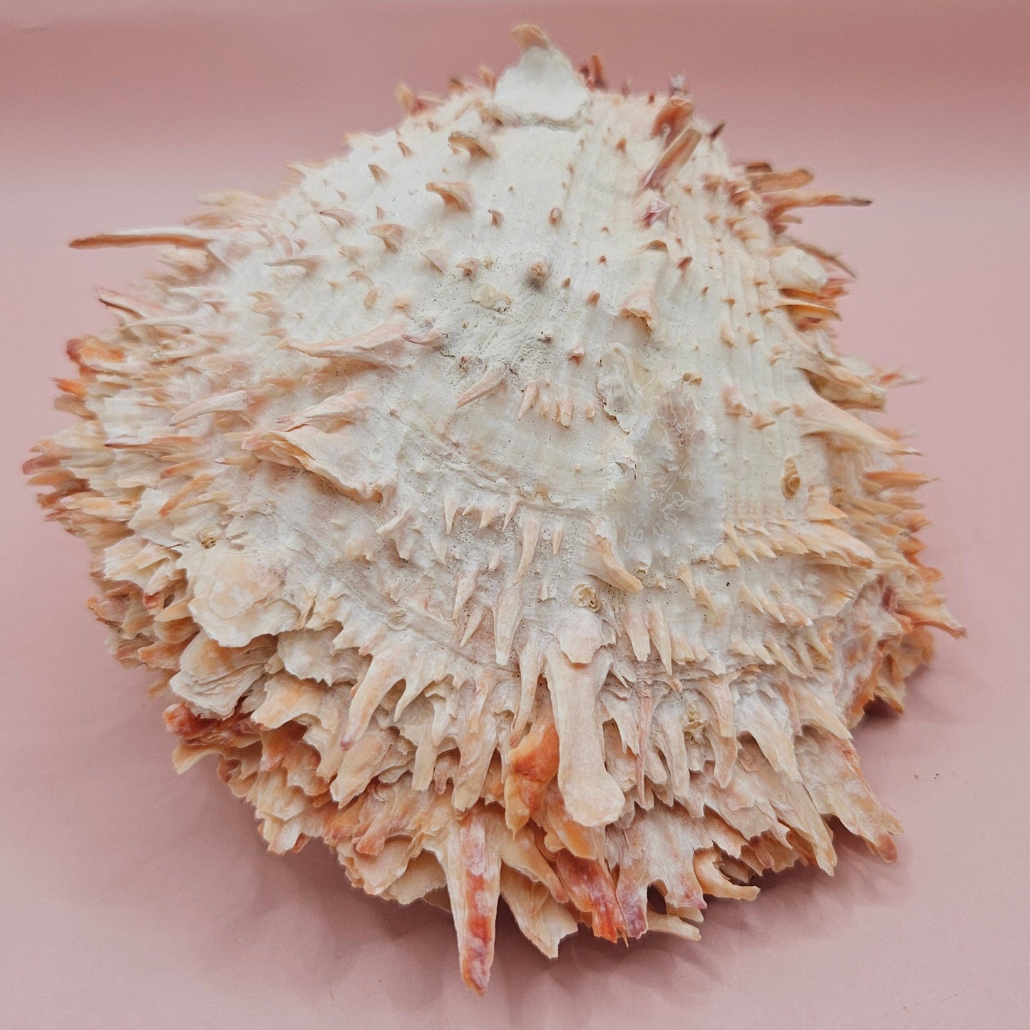Large Hinged Spondylus Shell – 5.7" Coral-Tinged Ocean Display with Textured Spines Spiny Thorny Oyster