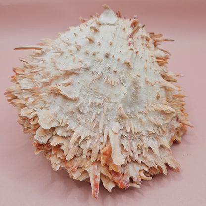 Large Hinged Spondylus Shell – 5.7" Coral-Tinged Ocean Display with Textured Spines Spiny Thorny Oyster