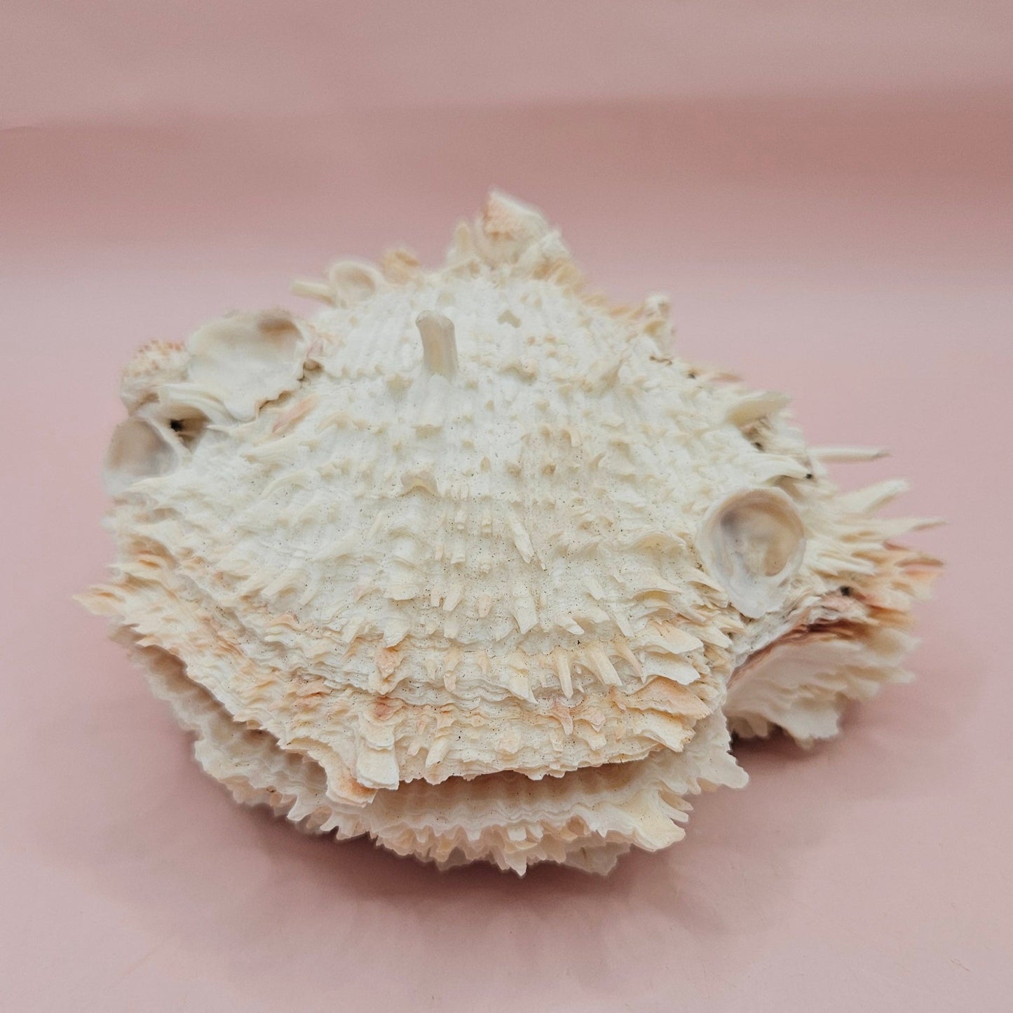 Hinged Cream Spondylus Shell – 4.7" Spiny Thorny Oyster Textured Coastal Display with Barnacles
