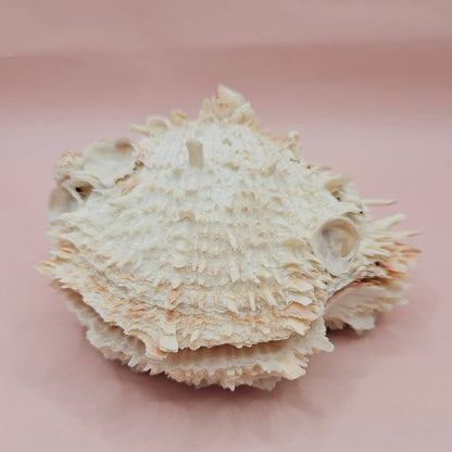 Hinged Cream Spondylus Shell – 4.7" Spiny Thorny Oyster Textured Coastal Display with Barnacles