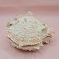 Hinged Cream Spondylus Shell – 4.7" Spiny Thorny Oyster Textured Coastal Display with Barnacles