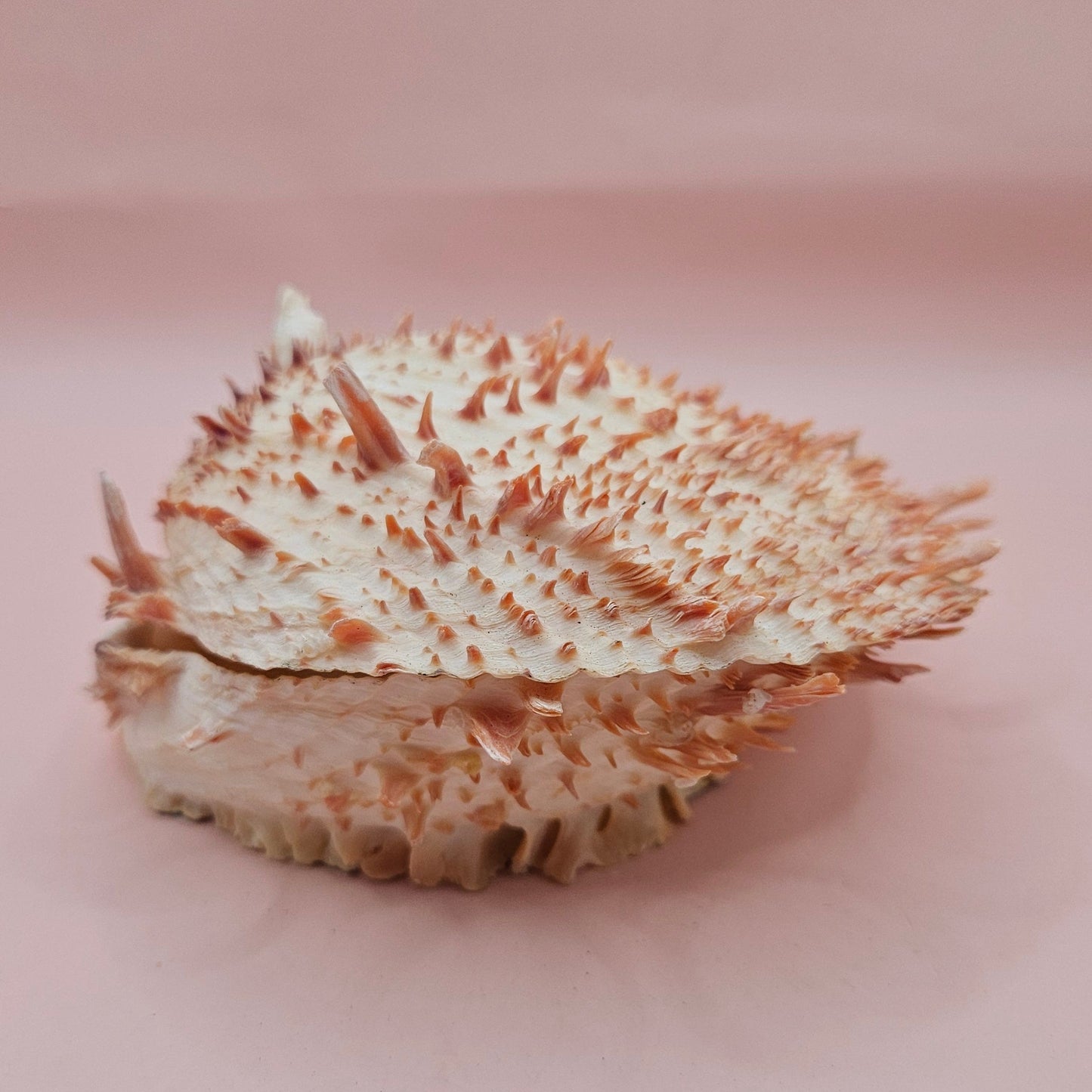 Large Spiny Oyster Spondylus Shell – 5.3" Wide Coastal Display Shell with Barnacle Detail