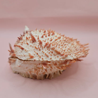 Large Spiny Oyster Spondylus Shell – 5.3" Wide Coastal Display Shell with Barnacle Detail