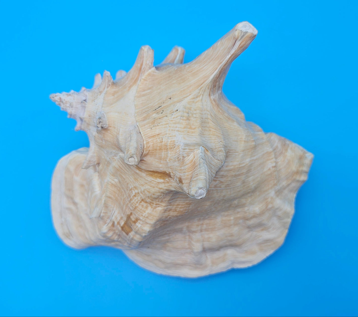 Queen Conch Shell - 6.5" Non Pierced Natural Coastal Home Décor Accent (Strombus Gigas)
