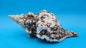Horse Conch Shell 11.75" Triplofusus giganteus Dark Textured Coastal Display