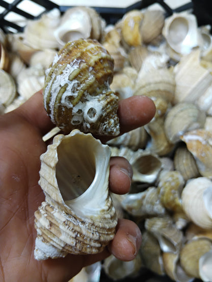 Natural Ribbed Turbo Shell