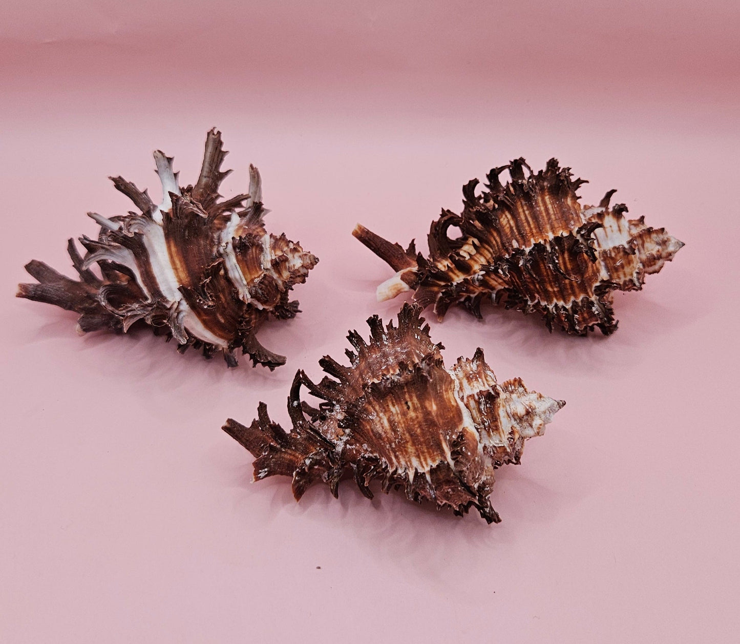 Long Spine Murex Endive Shell Trio – Natural Brown Coastal Display Shells