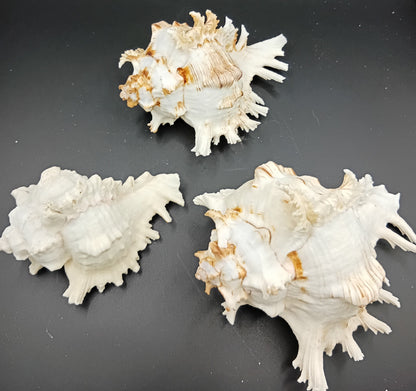 Murex Ramosus Shell