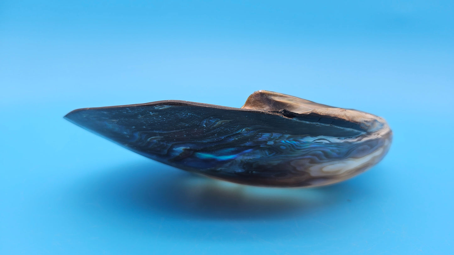 Giant Polished River Clam Display Shell - Premium Coastal Home Decor Specimen
