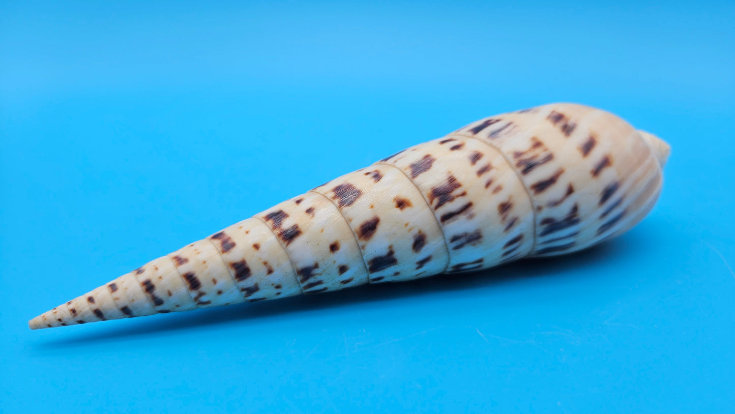 Marlin Spike Display Shell (Terebra maculata) 6.7" – Premium Coastal Decor Specimen