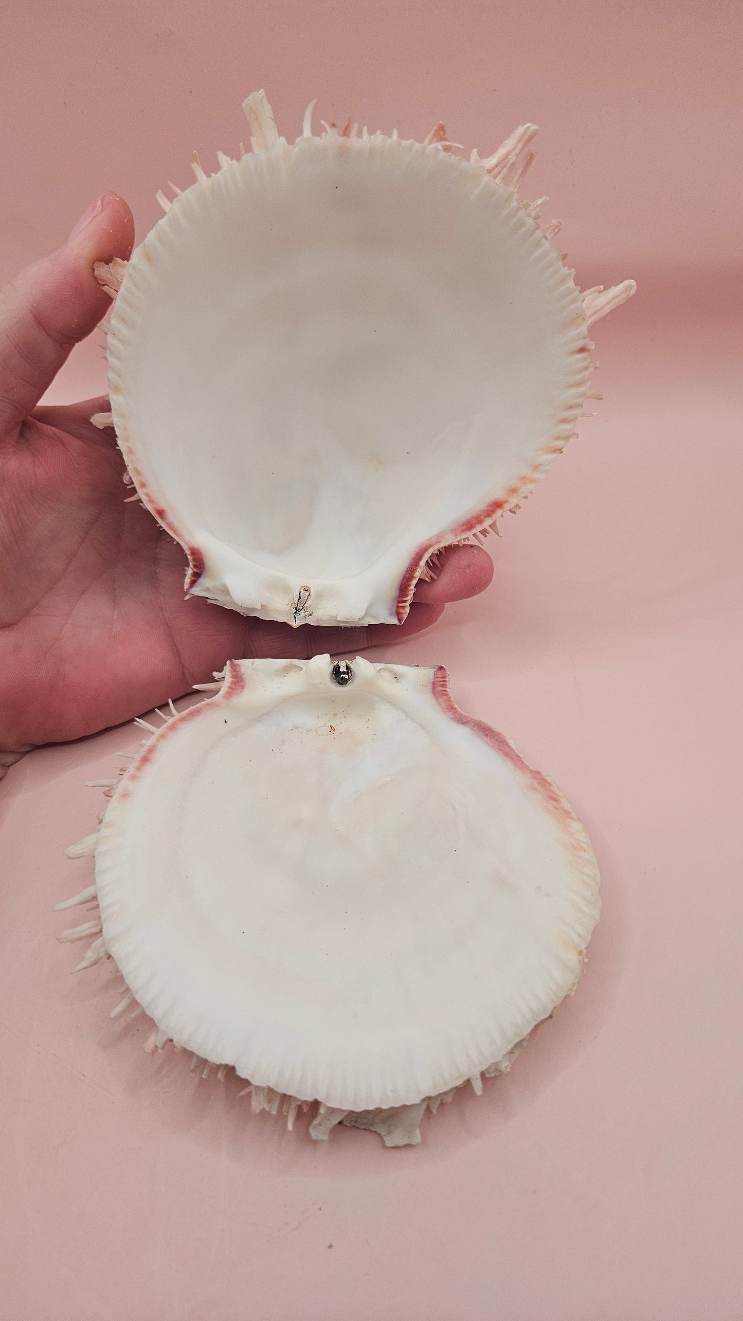 4.5" Pink-Coral Spondylus Shell – Spiny Thorny Oyster-  Textured Ocean Display Shell for Coastal Decor