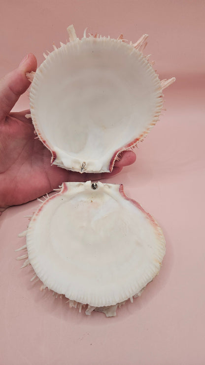 4.5" Pink-Coral Spondylus Shell – Spiny Thorny Oyster-  Textured Ocean Display Shell for Coastal Decor