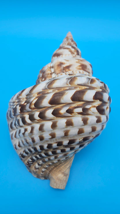 Caribbean Triton Shell – 10.5" Slight Mutation Display Piece Charonia variegata