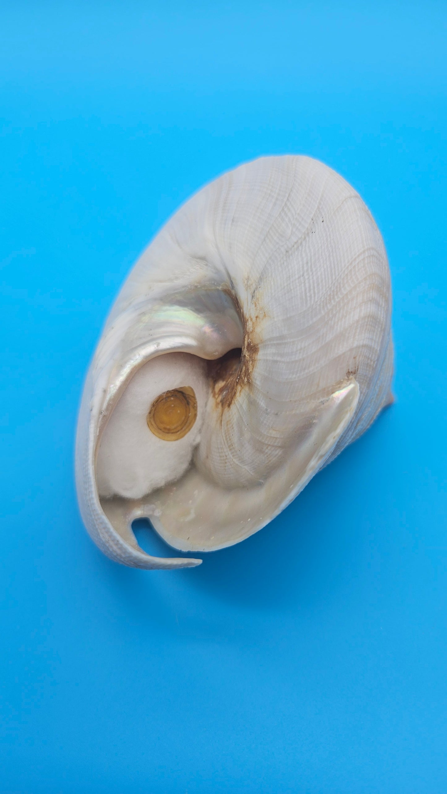 Rare Pleurotomaria hirasei Deep Sea Display Shell with Operculum – 3.9" Nautical Home Decor