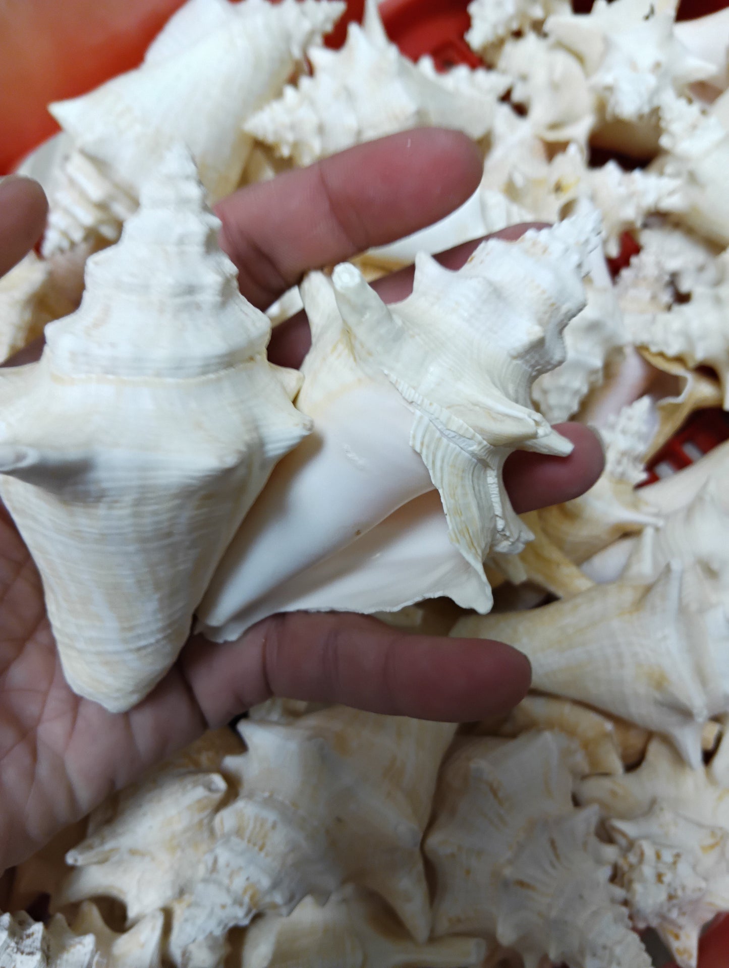 Non Pierced Juvenile Pink Queen Conch