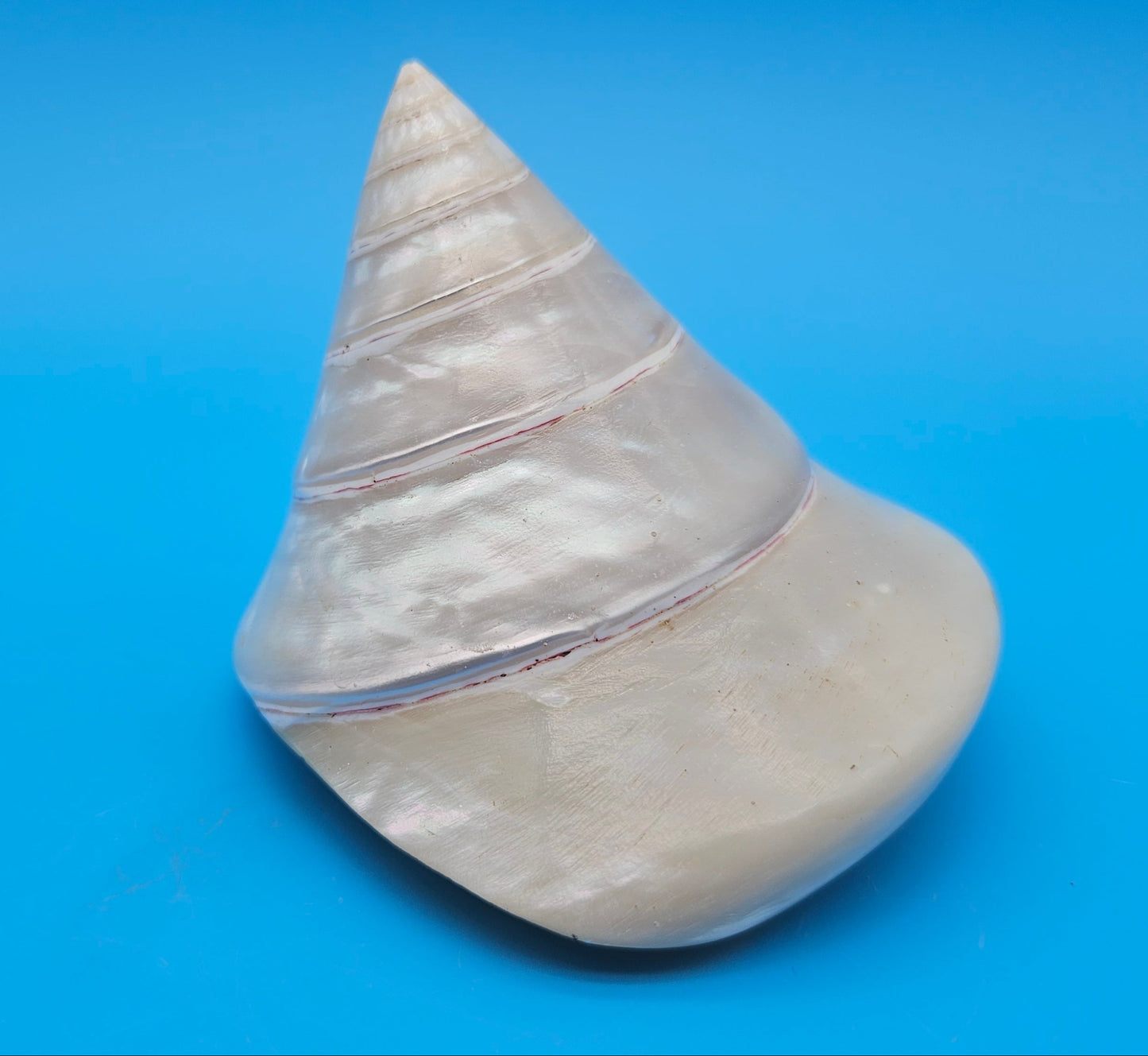 Pearled Trochus Niloticus Shell 3.9" Polished Spiral Display Shell with Iridescent Finish