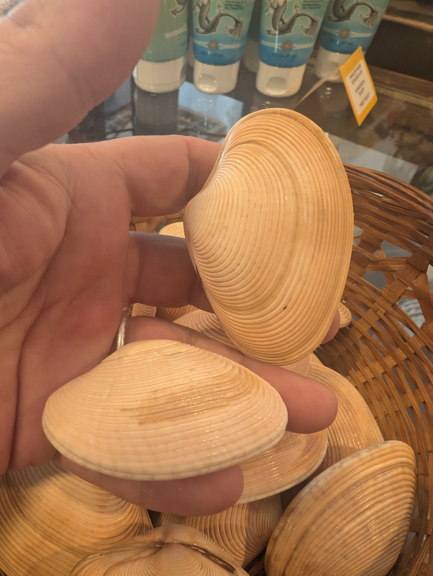 Paphia amanilis Lovely Venus Clam