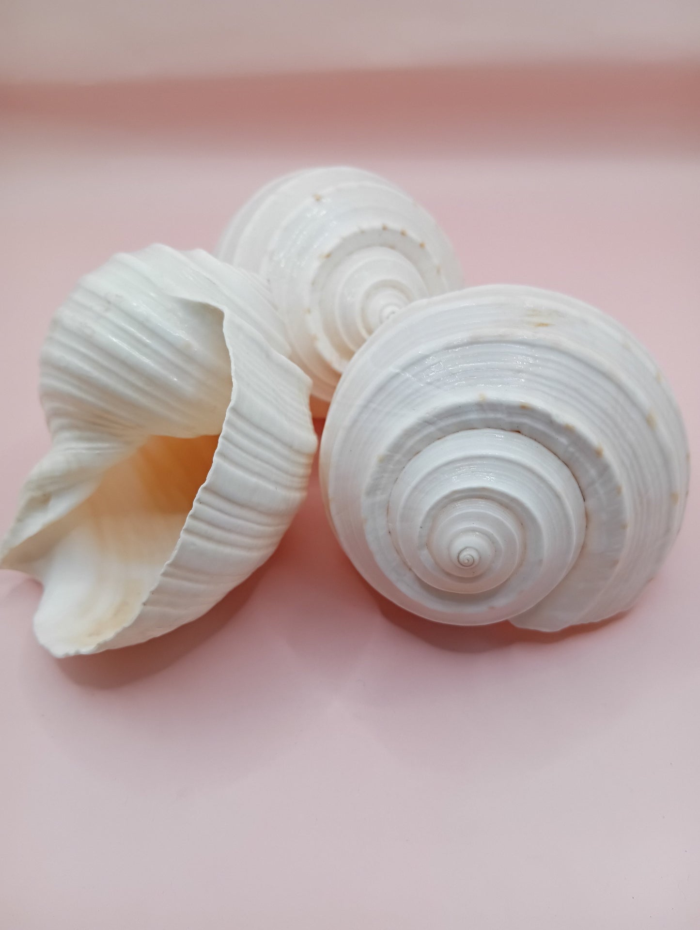 4–5 inch White Tun Shell – Tonna tessellata Natural Sea Shell for Coastal Decor or Crafting