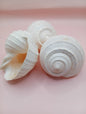 4–5 inch White Tun Shell – Tonna tessellata Natural Sea Shell for Coastal Decor or Crafting