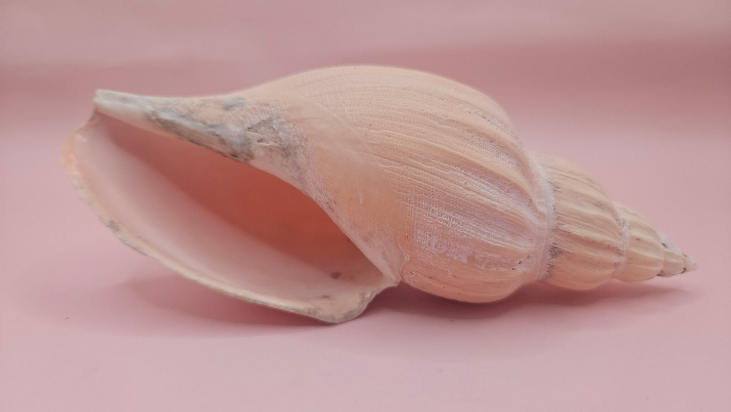 Fulgoraria Nagouchii Hashingi Display Shell – Natural Peach Toned Spiral 6.2"