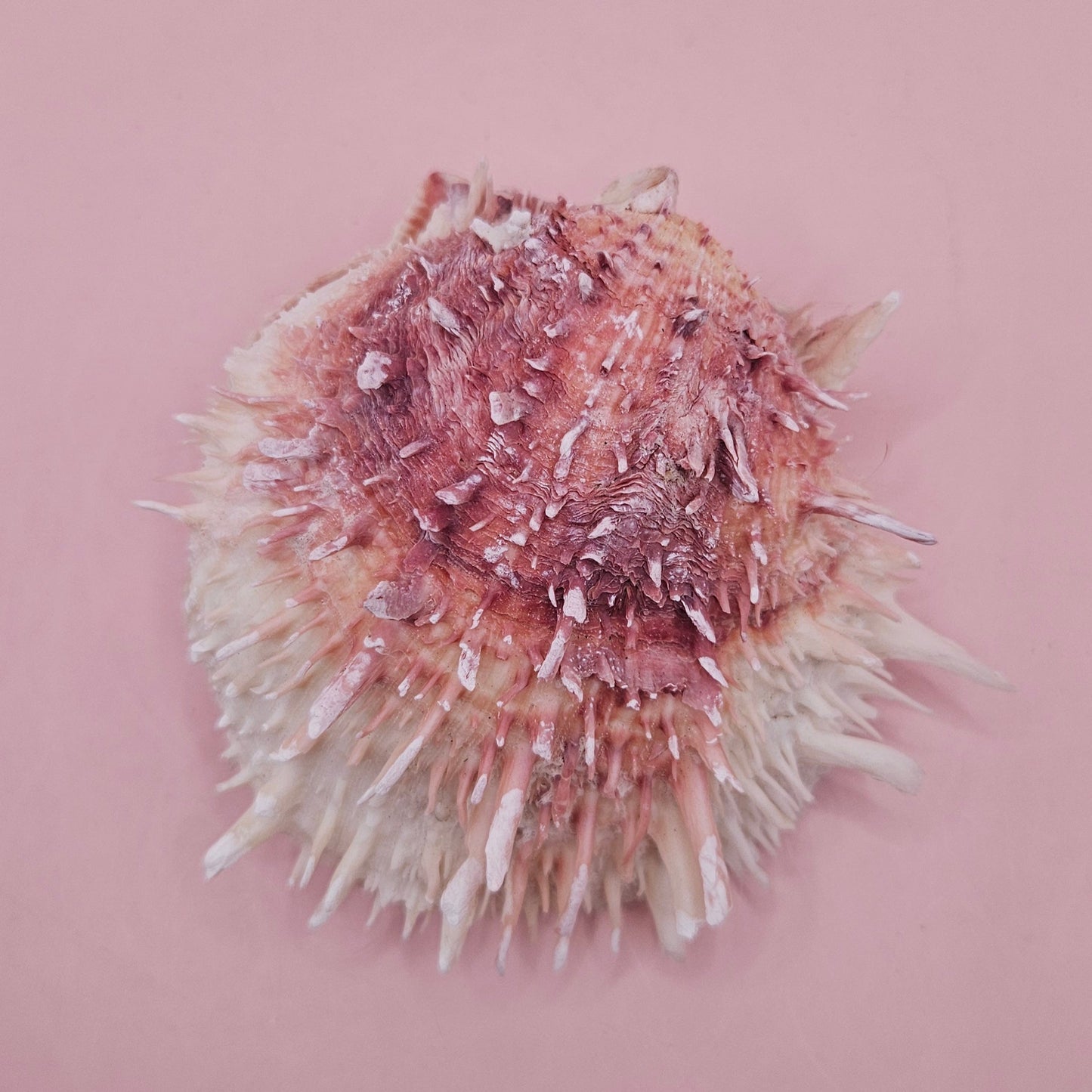 Spondylus Shell – 4" Pink & White Coastal Display Spiny Thorny Oyster Bivalve