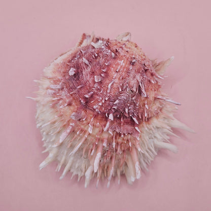 Spondylus Shell – 4" Pink & White Coastal Display Spiny Thorny Oyster Bivalve
